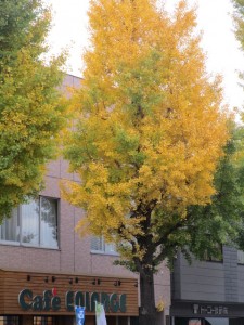 2016いちょう祭り 特別営業のご案内