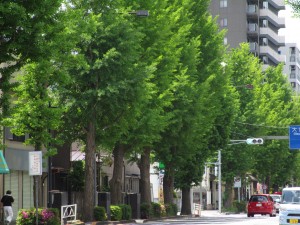 新緑のディスプレイ💙