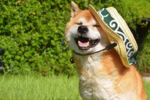 285def2f99ce91126332d334e8403110_s