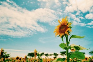 85ddccd4f2bd75cdb062130e9a29eddf_s