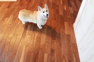 犬　ウォールナット