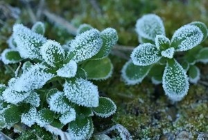 132367685025613229797_20111210_121055