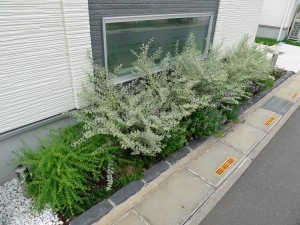 シルバープリペット2