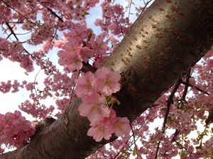 写真 2015-03-17 16 07 39