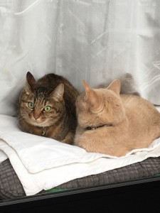 写真 2020-07-26 12 39 10