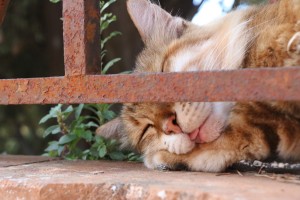 キャットウォーク＆ステップ おさえておきたい3か条🐈