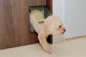 わんちゃんと暮らす家　突板フローリング