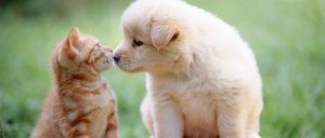 猫好き・犬好きさん必見！な 可愛いエクステリア アイテム