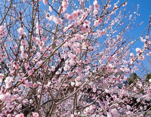 リフォームでできる花粉症対策🌸