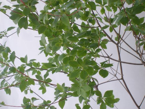 ドウダンウツジ枝