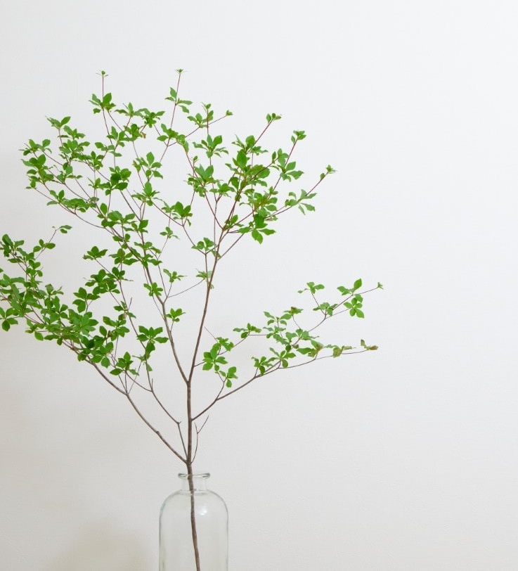 ドウダンツツジ枝2