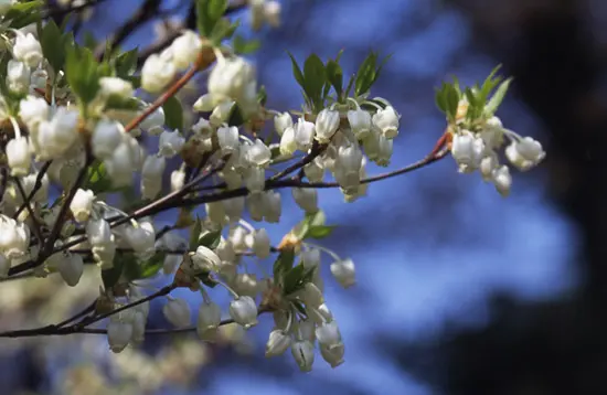ドウダンツツジ