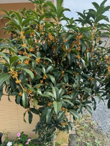 大規模な外構リフォームが完成しました✨