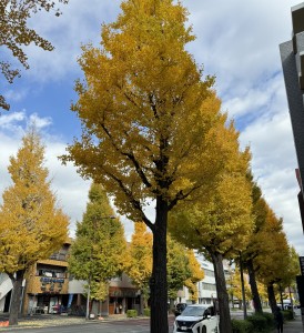 IHで簡単クッキング❢❢