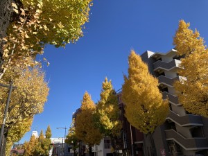 戸建住宅 フルリノベーション工事 順調に進んでいます！