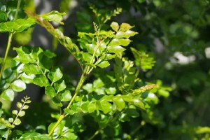 季節を愉しむ シンボルツリーのご紹介🍃