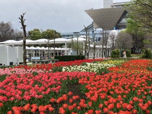 景観を整える！！グラウンドカバー🍃