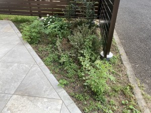IMG_6520